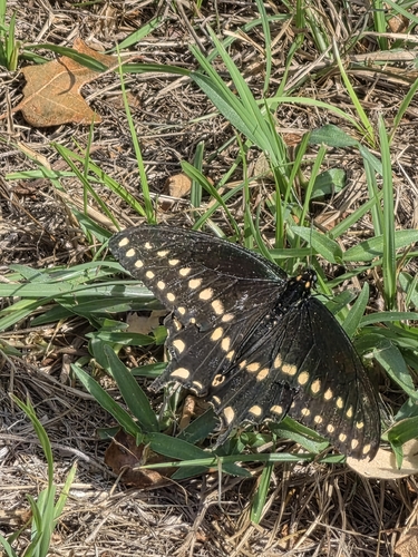 Eastern Black Swallowtail