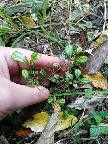 Lophomyrtus obcordata, 2026-10-26