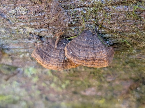 Hymenochaete rubiginosa observed 2026-10-25