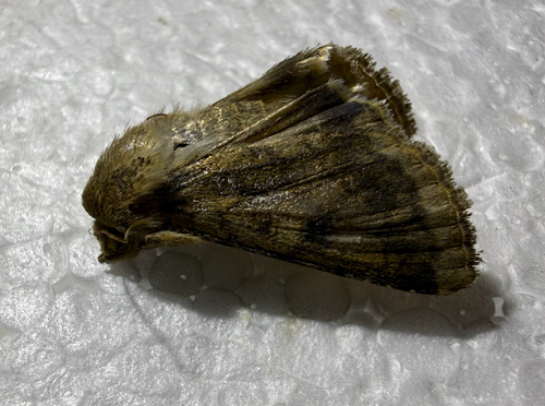 Corn Earworm Moth