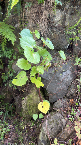 Macropiper excelsum observed 2026-10-26