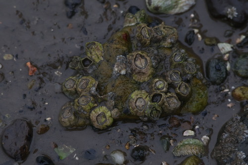 Semibalanus balanoides observed 2026-10-20