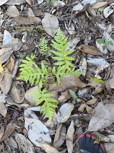 Lorinseria areolata observed 2026-10-24