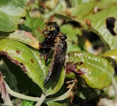 Pamponerus germanicus