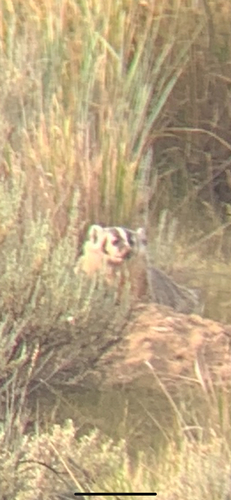American Badger