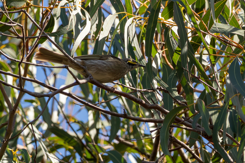 Caligavis chrysops, 2026-10-26