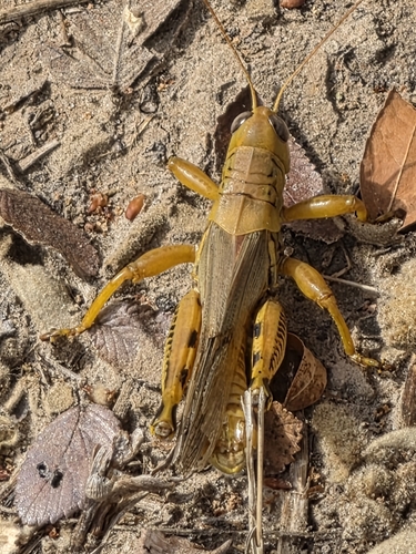 Differential Grasshopper