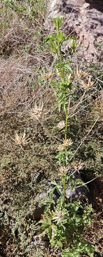 desert rosemallow