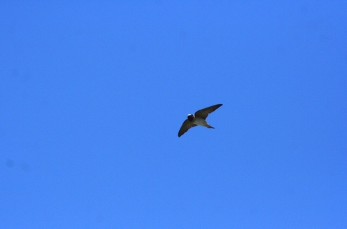 Cliff Swallow