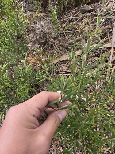 Leucopogon australis, 2026-10-26