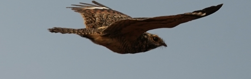 Caprimulgus affinis observed 2026-10-23