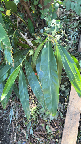 Alpinia zerumbet observed 2026-10-26