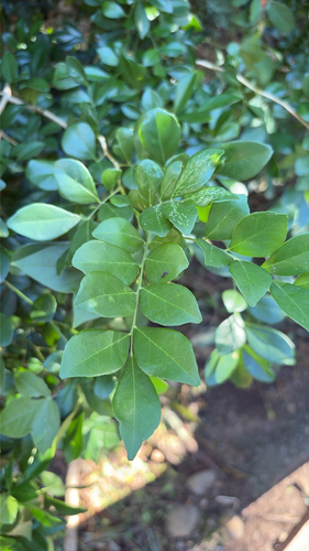 Murraya paniculata observed 2026-10-26