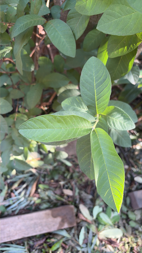 Psidium guajava observed 2026-10-26