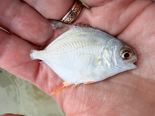 Trachinotus observed 2026-10-25