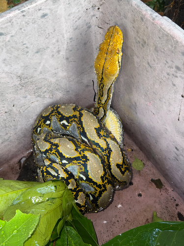 Malayopython reticulatus observed 2026-10-25
