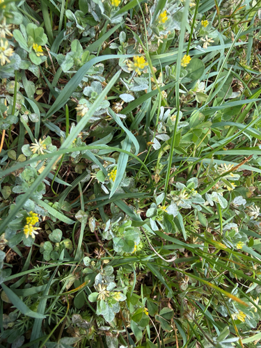 Trifolium dubium observed 2026-10-26