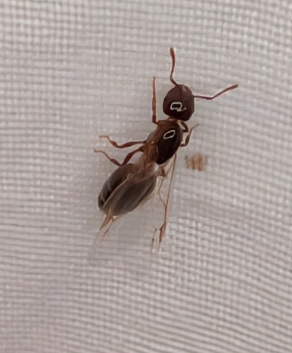 Shiny Acrobat Ant