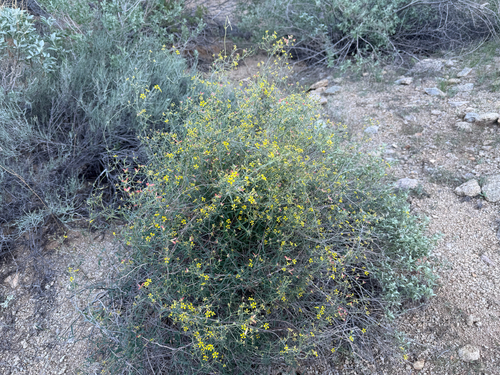 slender janusia