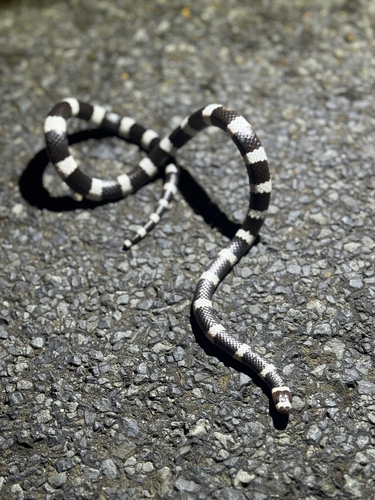 Vermicella annulata, 2026-10-25