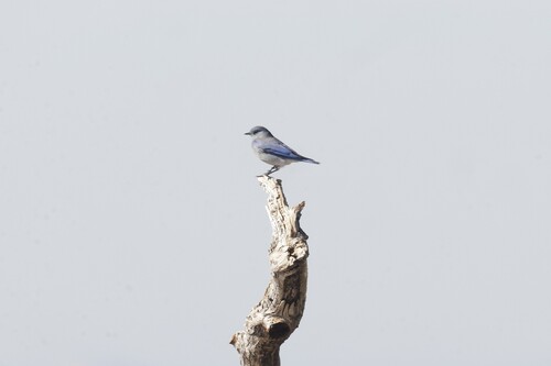 Mountain Bluebird