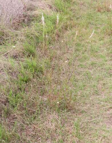Silver Bluestem