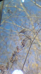 Uropsila leucogastra