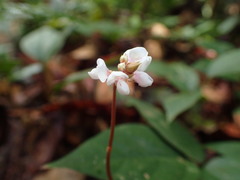 Desmodium axillare