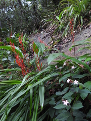 Sipanea wilson-brownei