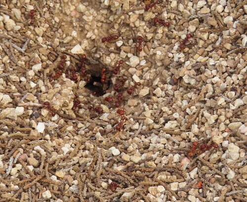 Red Harvester Ant