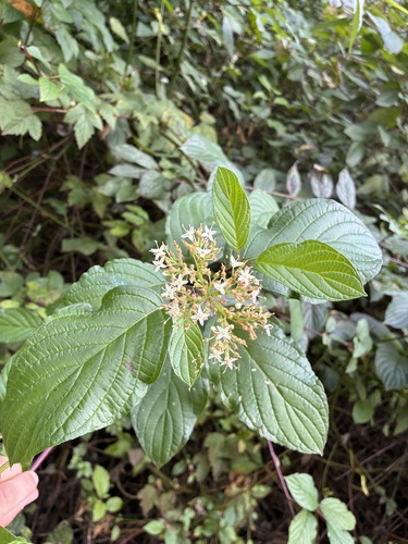 Cornus sericea observed 2026-10-25