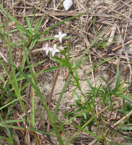 Diamond-Flowers