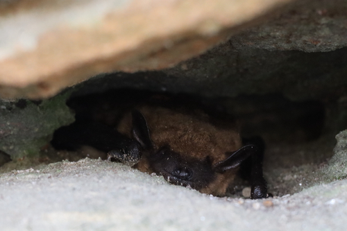 Eptesicus fuscus observed 2026-10-25