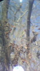 Uropsila leucogastra