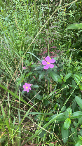 Melastoma malabathricum observed 2026-10-21