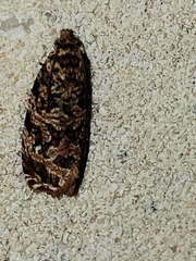 Phaecasiophora niveiguttana