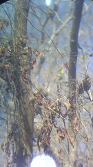 Uropsila leucogastra