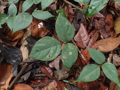 Desmodium axillare
