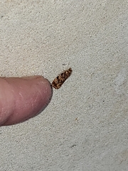 Phaecasiophora niveiguttana