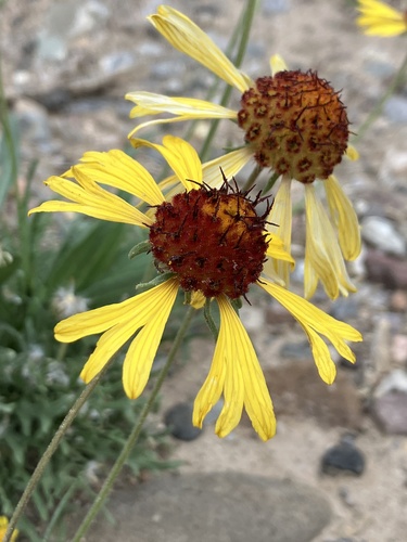 red dome blanketflower
