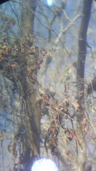 Uropsila leucogastra