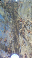 Uropsila leucogastra