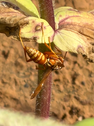 Apache Paper Wasp