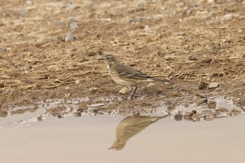 American Pipit