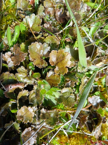 Gunnera observed 2026-10-26