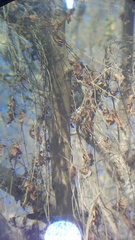 Uropsila leucogastra