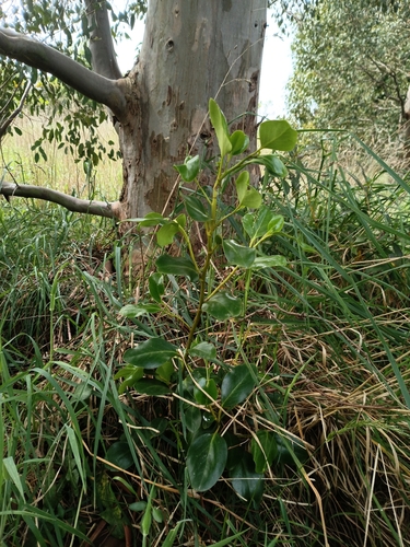 Griselinia littoralis observed 2026-10-26