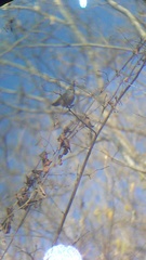 Uropsila leucogastra