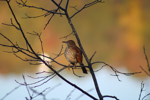 Brown Thrasher
