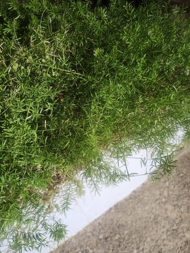 Asparagus densiflorus observed 2026-10-25